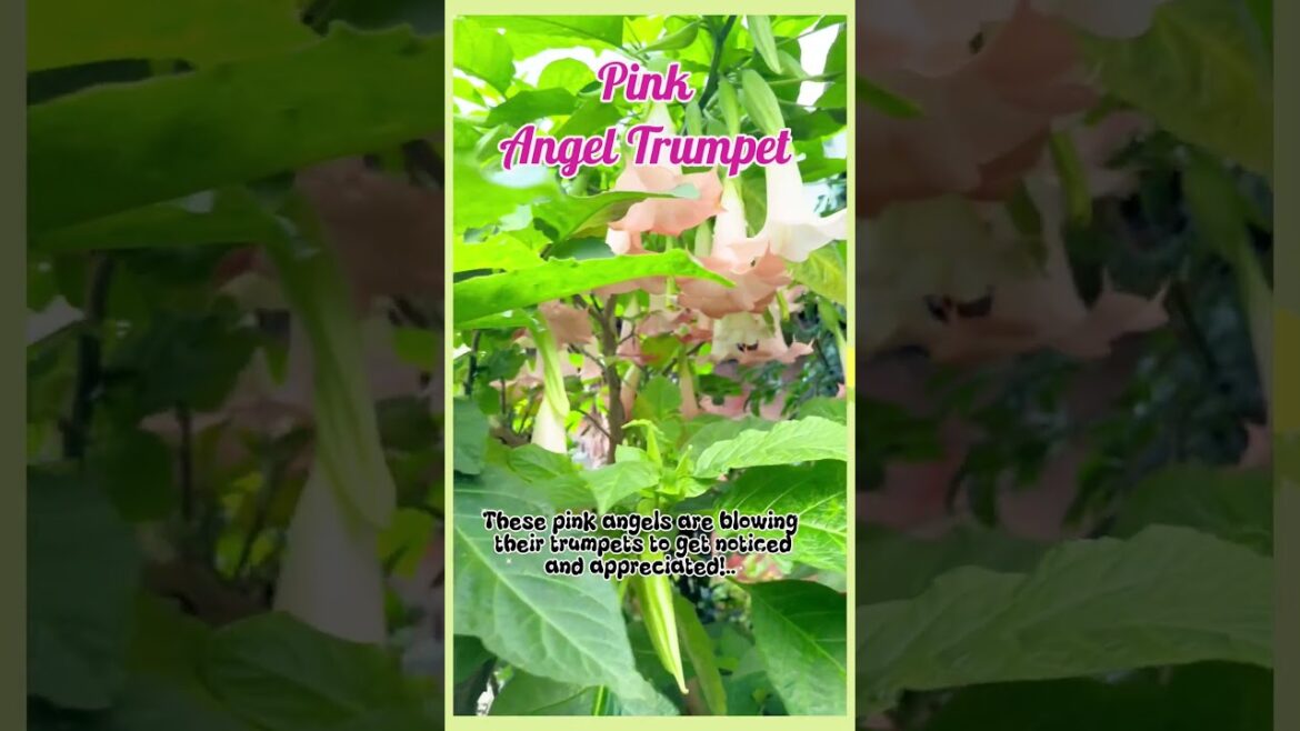Pink Angel Trumpet flowers 🌺  #flowers #angeltrumpet #shorts # plants