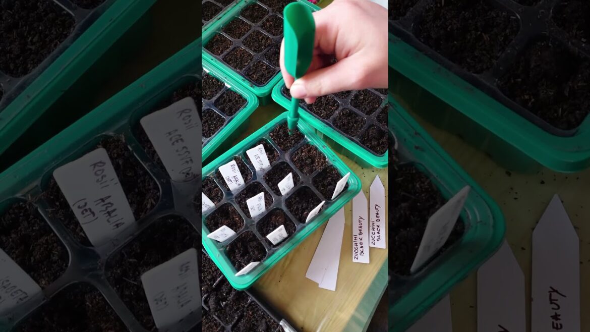🌱 It’s time to prepare the first trays for our vegetable seedlings! #seedlingtrays