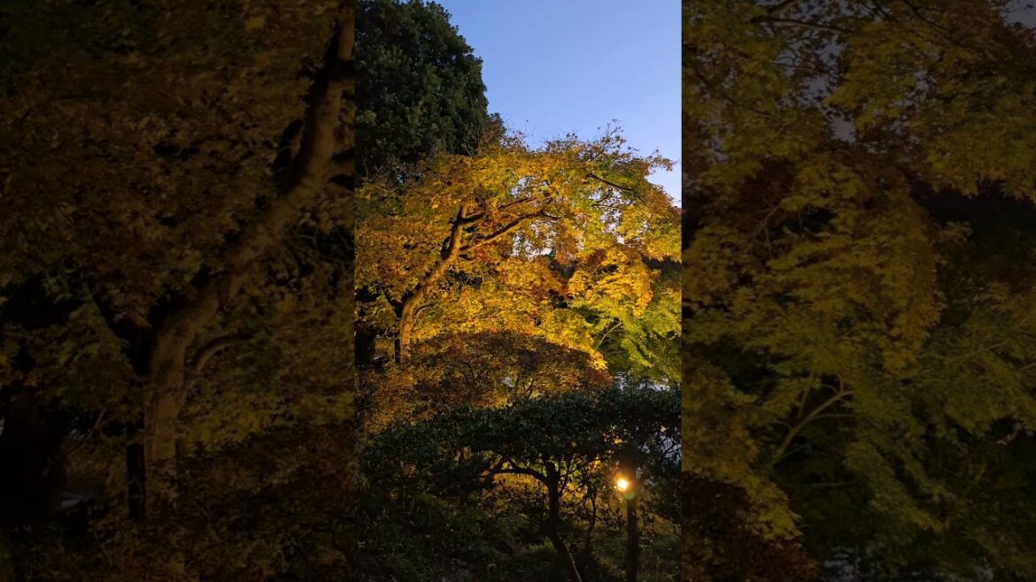 Japanese landscape garden autumn night view in showa kinen park, Tachikawa, Tokyo, Japan