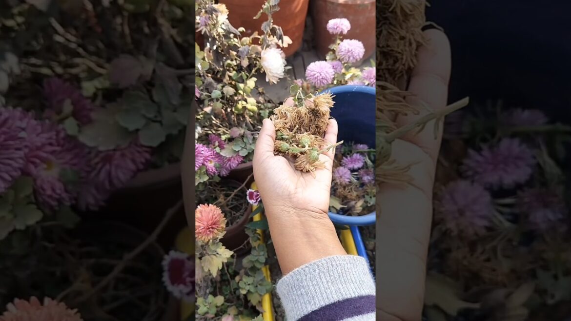 Deadheading: Plant Ki Beauty Parlour Service #gardening #flowers Deadheading: Plant Ki Beauty Parlour Service #gardening #flowers