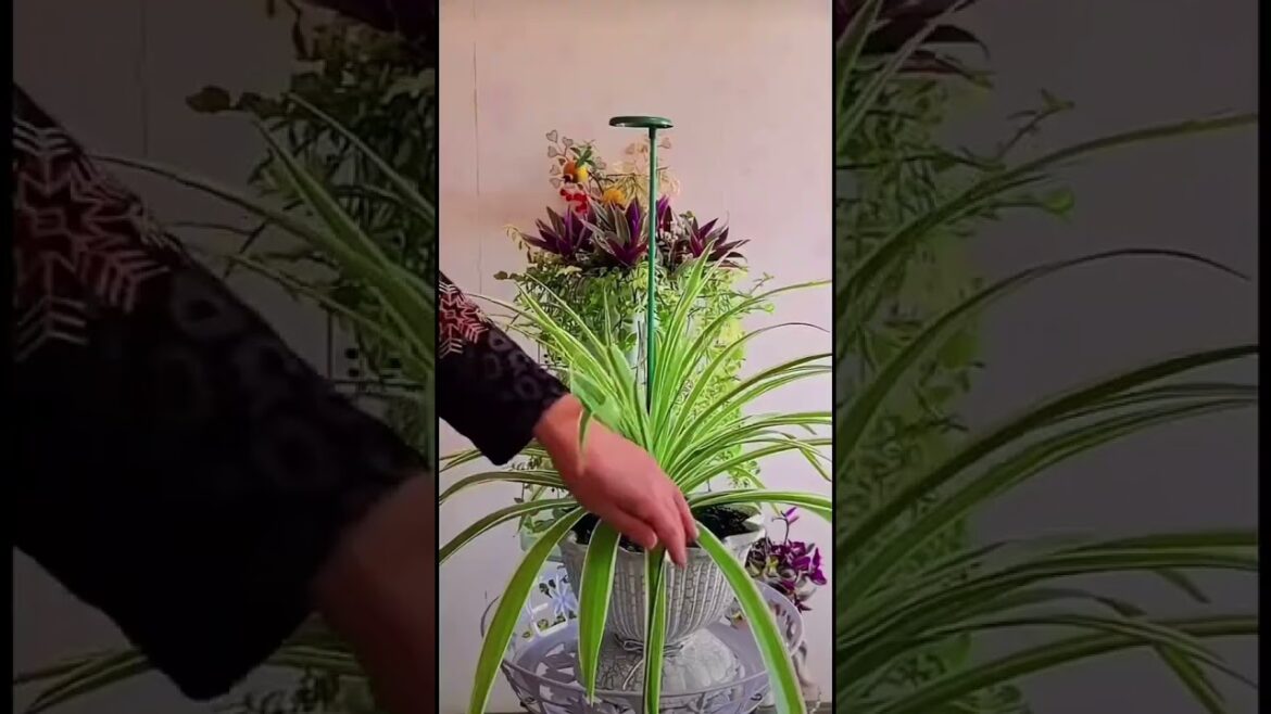 Expert GARDENER Shares Top Rooting Tips!