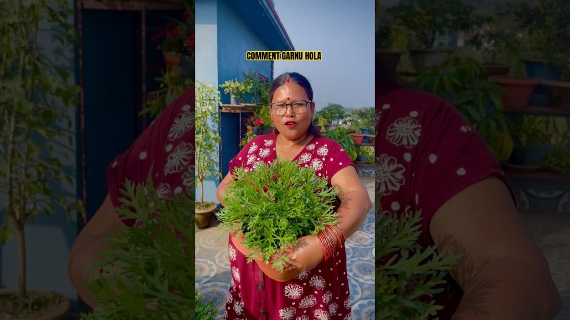 Hjrko Yo Phul Kasto Bhayo? Comment Garera Bataunuhos #shorts #gardeningtips #wintergarden Hjrko Yo Phul Kasto Bhayo? Comment Garera Bataunuhos #shorts #gardeningtips #wintergarden