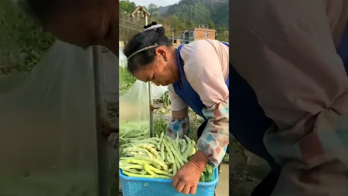 3466 🌶🍄🍂🌷🌽 #villagelife #fieldofflowers #eyes #SimpleJoys #farming