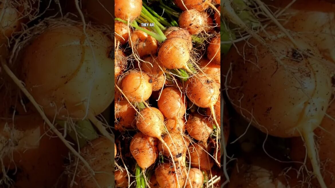 Growing and Harvesting Romeo Carrots: Tips for a Sweet Harvest!