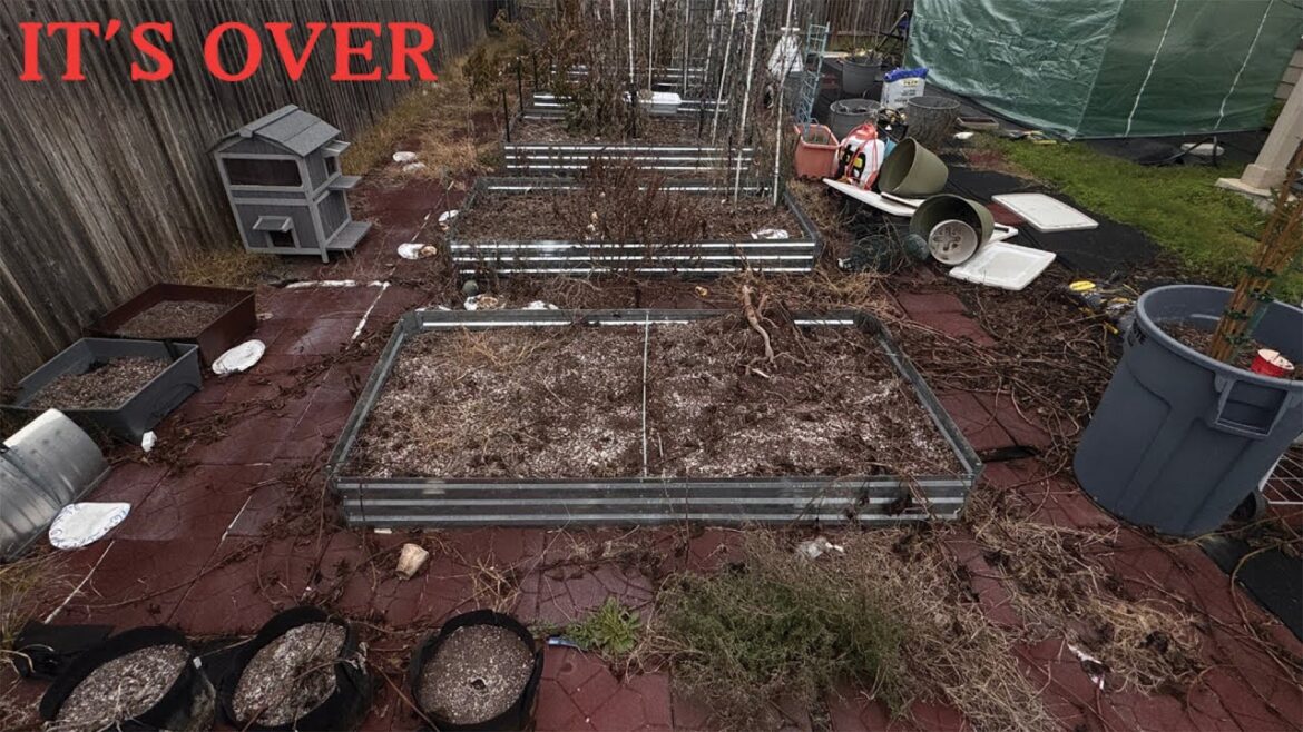 My Urban Backyard Gardening Days May Be Over My Urban Backyard Gardening Days May Be Over