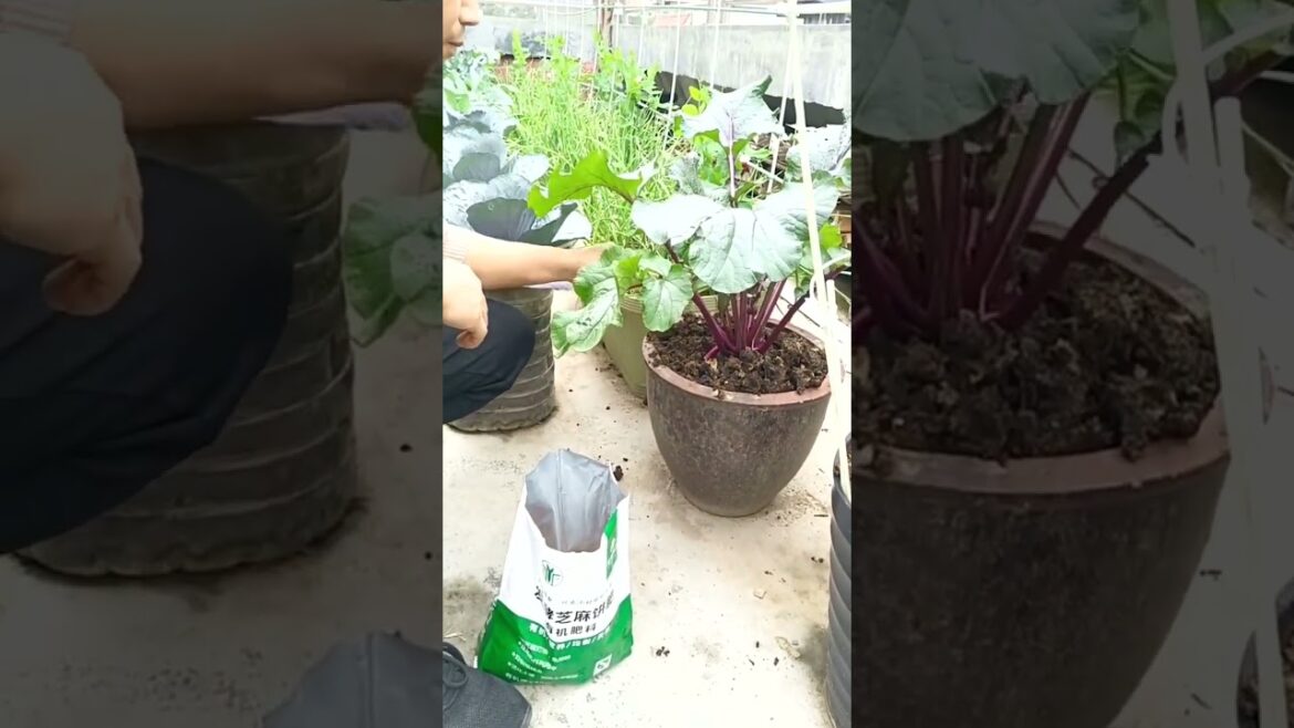 4206 🌰🍄🥀🧄🍇 #vegetables #vegetable #vegan #fruits #food