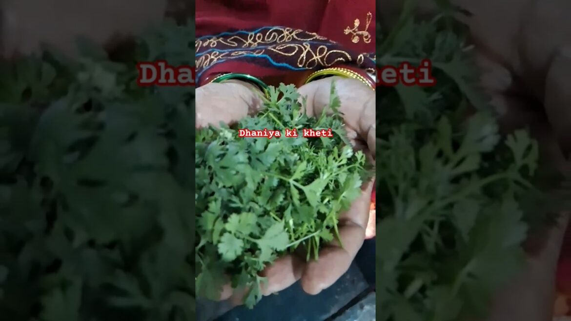 Aisa desh hai mera |dhaniya ki kheti|#gardeningtips #shots #harvest #ytshorts #dhaniyagrowing