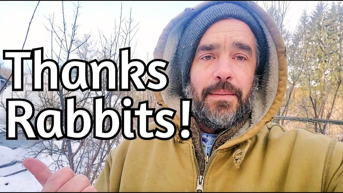 Wild Rabbits can HELP your garden?!?!