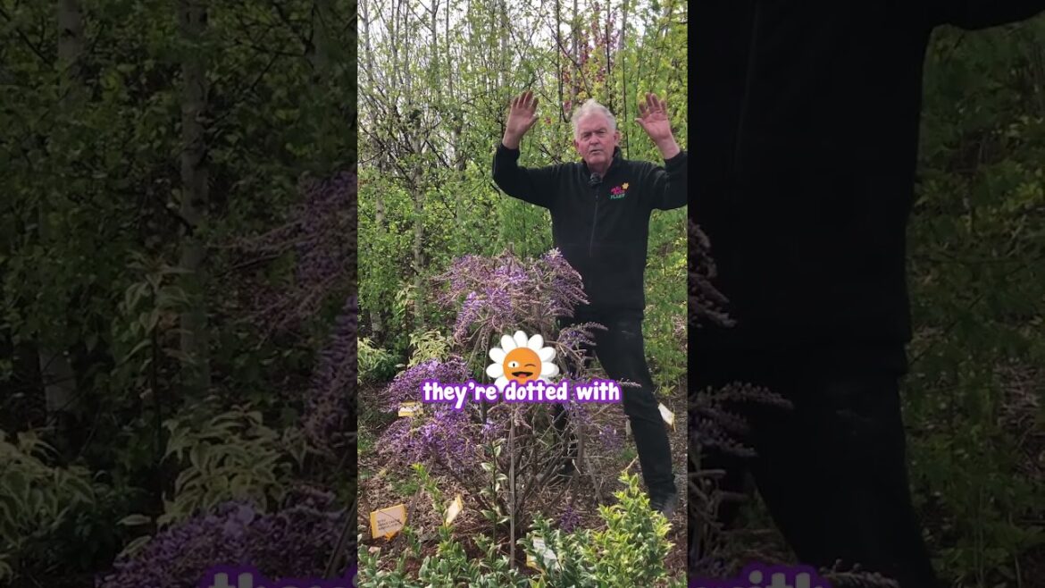 For an Elegant Fragrant Climber Plant Amethyst Falls Wisteria.