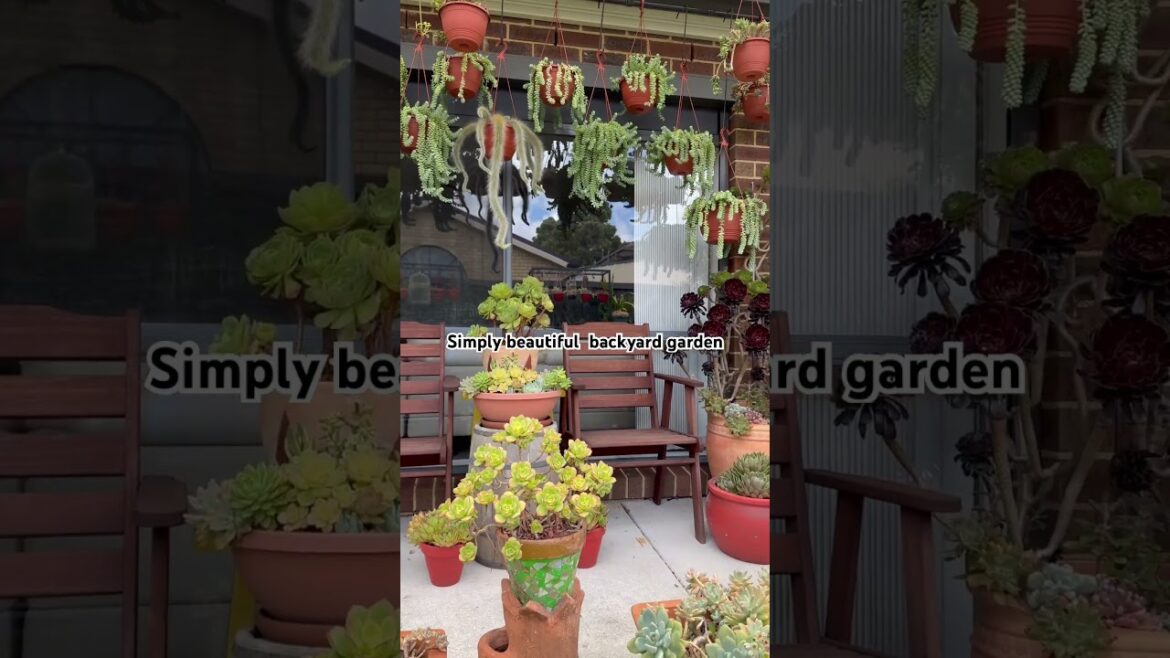 Simply beautiful backyard garden♥️ #gardenlover #succulentslover  #backyardgarden #homegarden