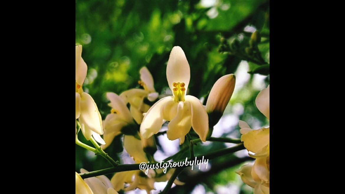 ✨ Enjoy the beauty of nature with the delicate Moringa #flower! ✨#garden #homegrow #shorts #moringa
