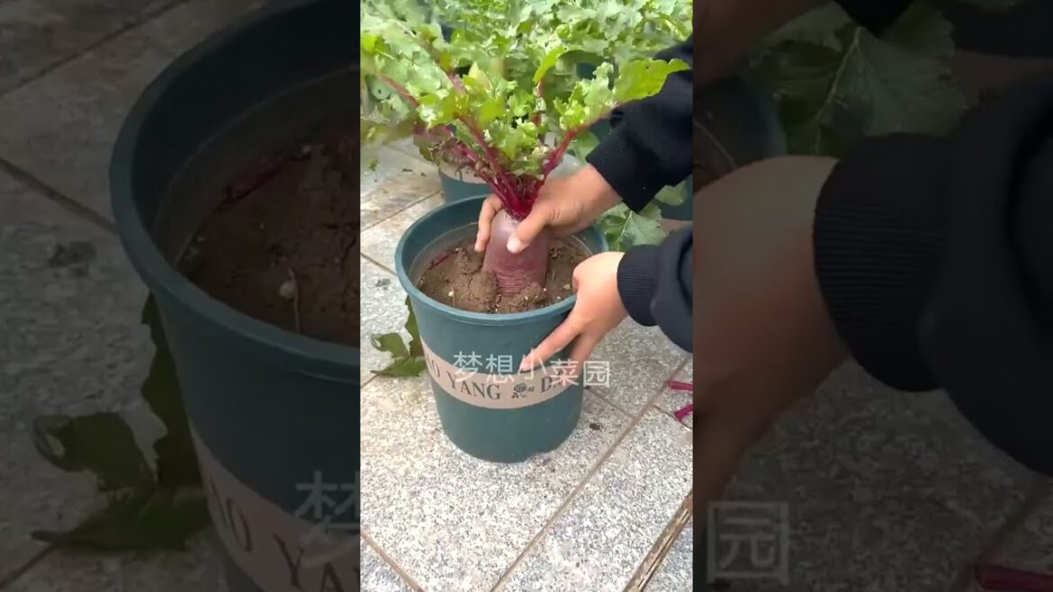 252 🧅🌿🥝🍈🌻 #agri #vegetable #homemade #agriculturelife #foodie