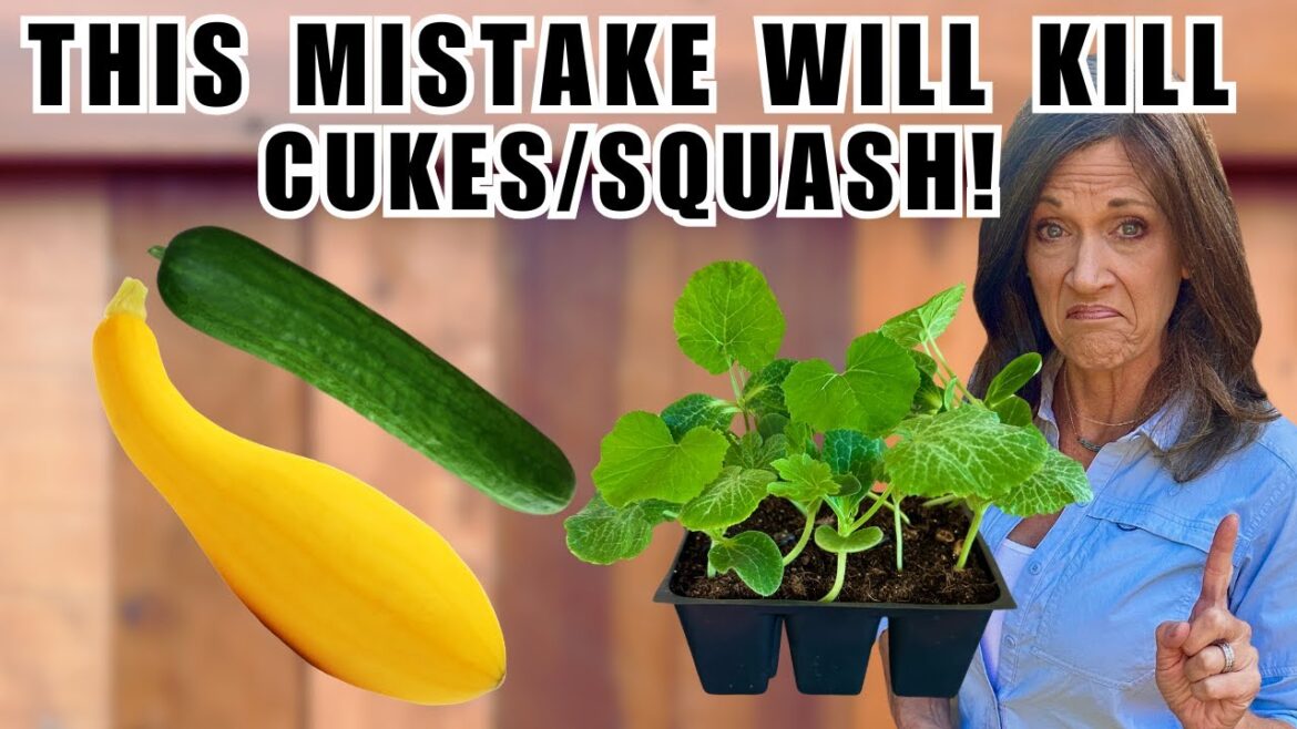 CaliKim: STOP Killing Cucumbers & Squash: Avoid This Seed Starting Disaster! STOP Killing Cucumbers & Squash: Avoid This Seed Starting Disaster!