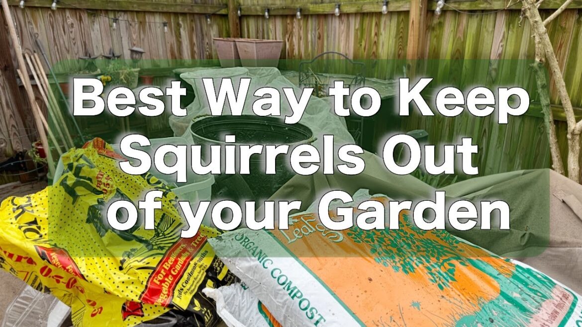 Best Way to Keep Squirrels Out of your Garden – Design Potential S2 EP1 Best Way to Keep Squirrels Out of your Garden - Design Potential S2 EP1