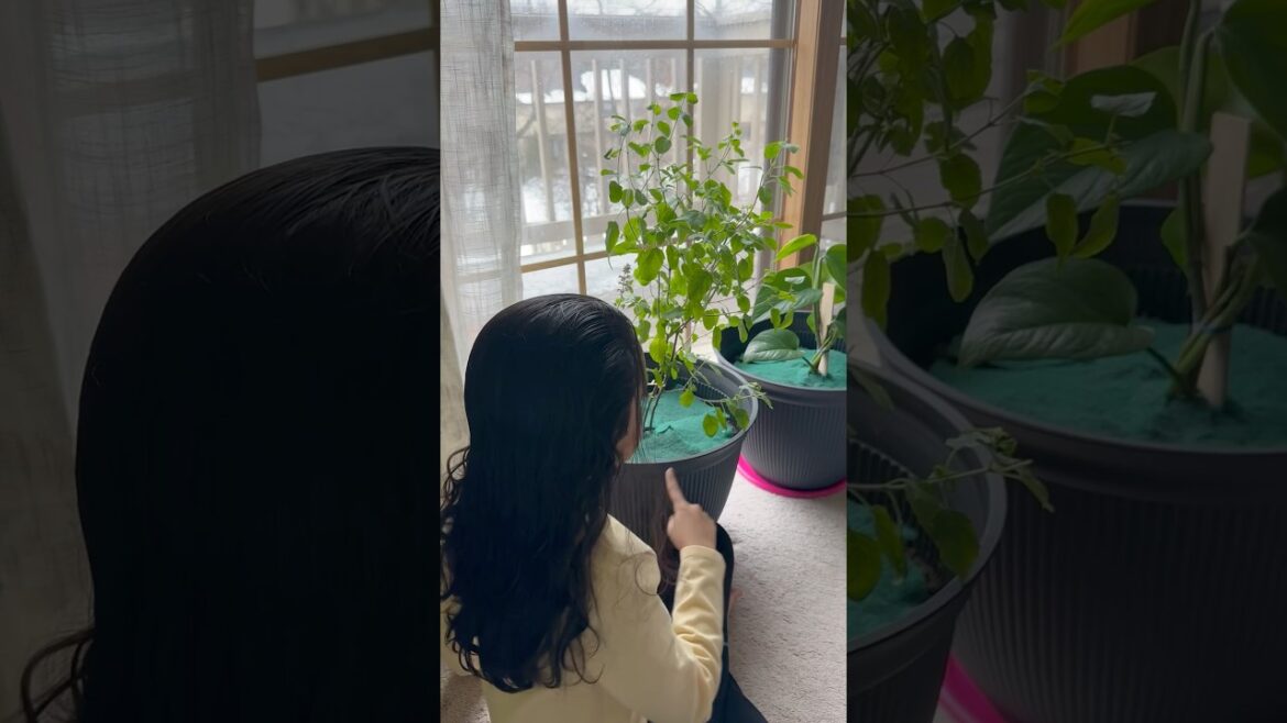 Me and my plants #shorts #nature #youtubeshorts #aanusonani#plants #savetheworld