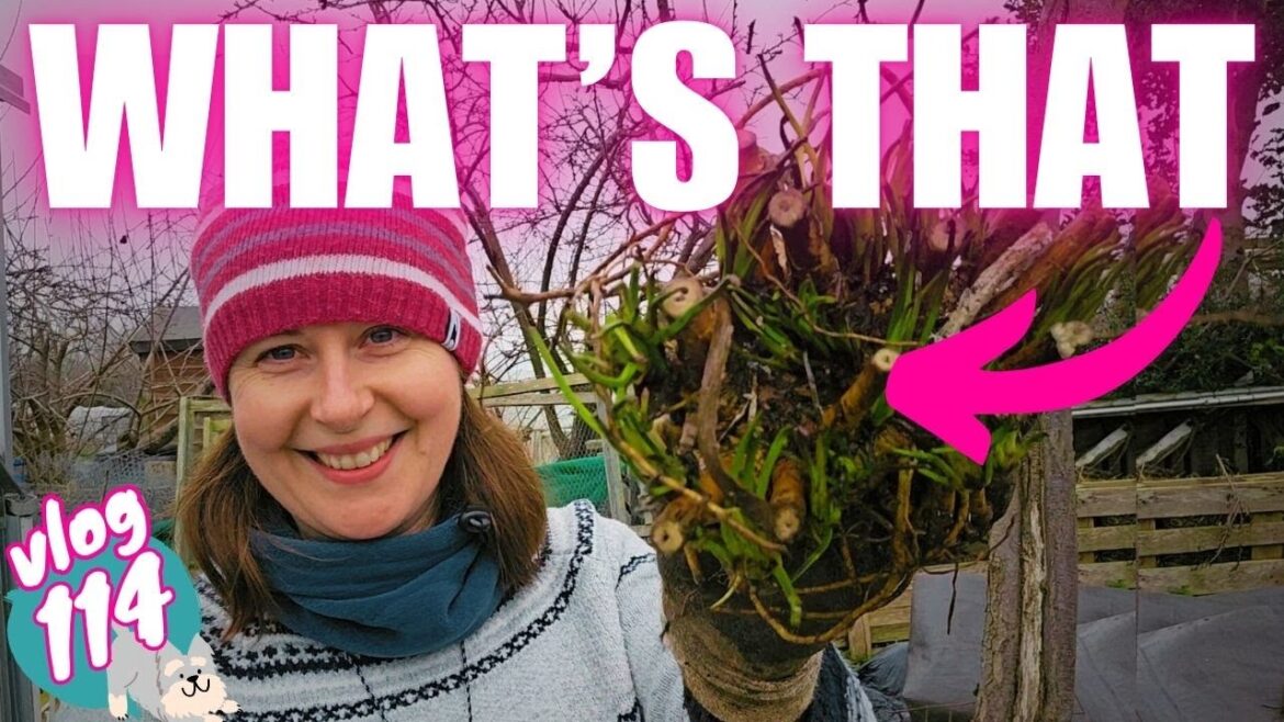 Ep114: Transplanting trees | January sowings: chillis & peppers