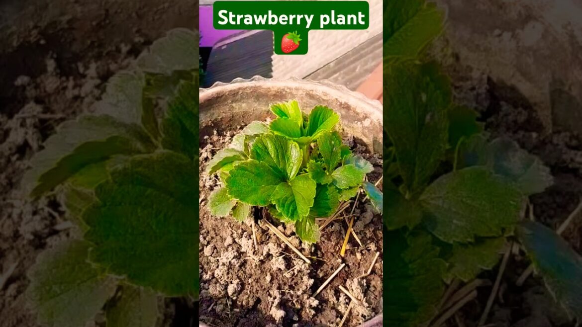 Strawberry plant care 🍓👍 #strawberry #plants #gardening #garden #care #tips #shorts #shortvideo