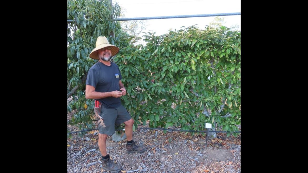 236 Heat vs Fruit Trees. Deer Control. 236 Heat vs Fruit Trees. Deer Control.