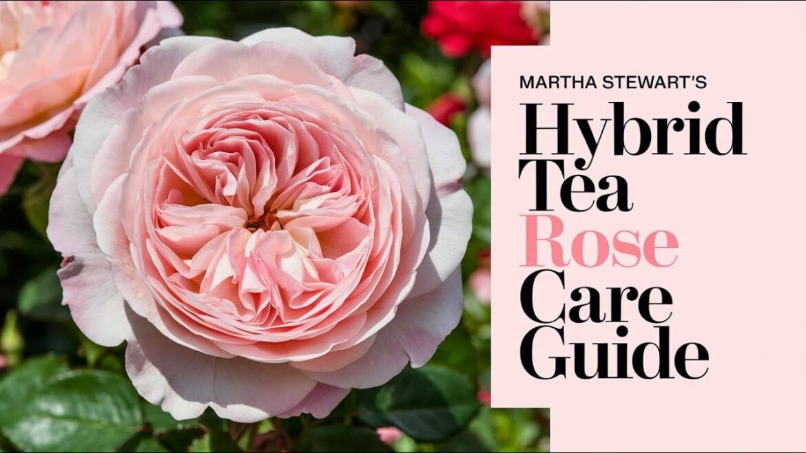 "Martha Stewart Hybrid Tea Rose: Stunning Pink & Apricot Bloom for Your Garden"