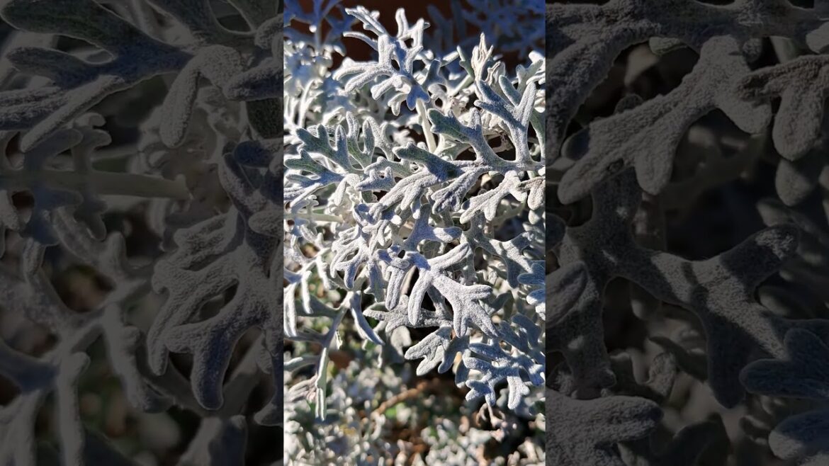 Jacobaea maritima 'Silver Dust' Autumn and Winter Colour #shrubs #silver #garden #shorts