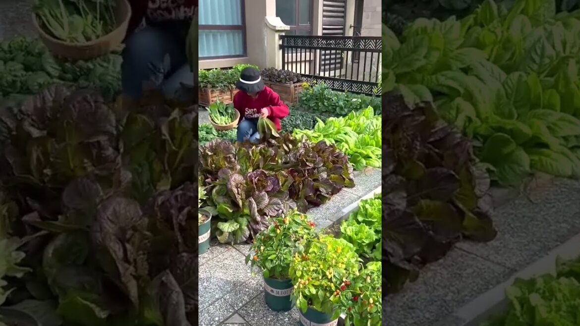 274 🍁🍁🌵🌲🍊 #photography #garden #agricultura #tractor #lunch