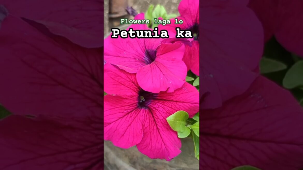 Flower laga lo petunia ka#gardening #winterspecial #shots #homegardening