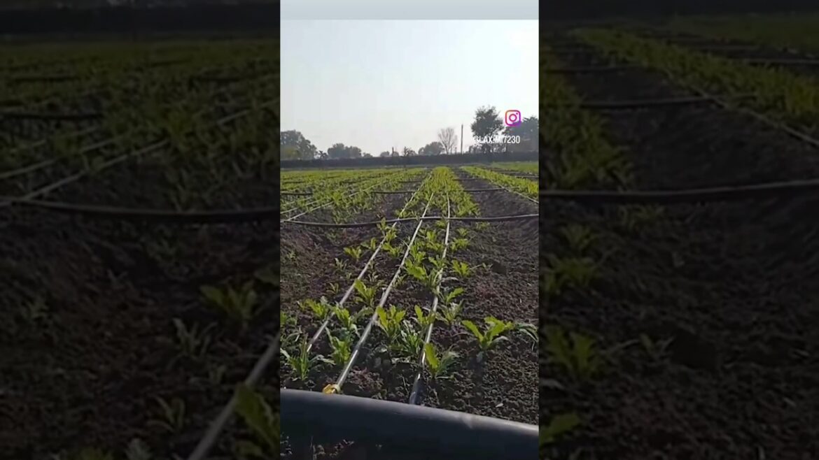 How to Farm Opium (Poppy Plant Farming Techniques)#poppy #opium#2025#shorts #ytshorts#popular#viral How to Farm Opium (Poppy Plant Farming Techniques)#poppy #opium#2025#shorts #ytshorts#popular#viral