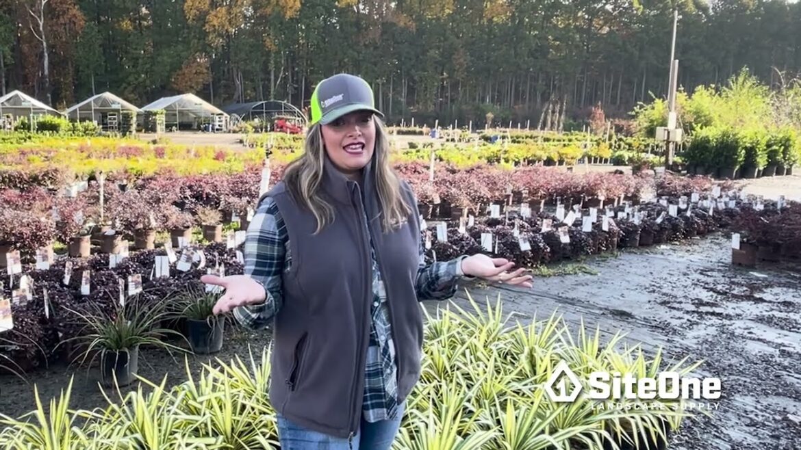 SiteOne Field Guide: Low Maintenance Plants