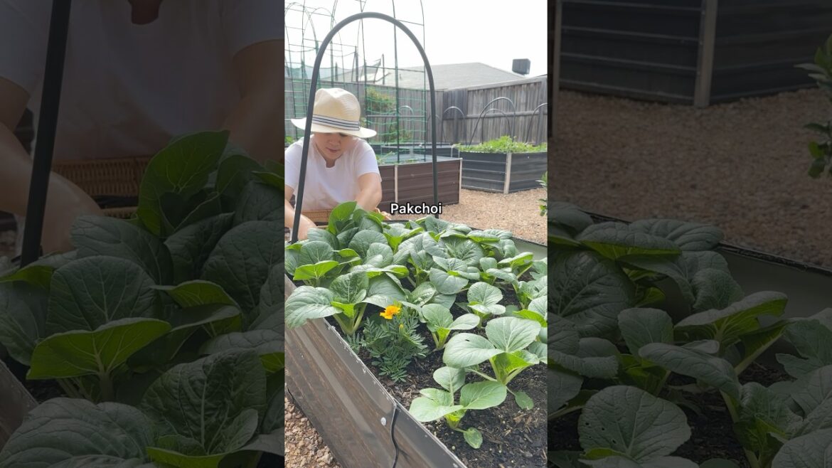 HARVESTING VEGETABLES IN THE GARDEN #shortsvideo #gardening  #backyardgarden