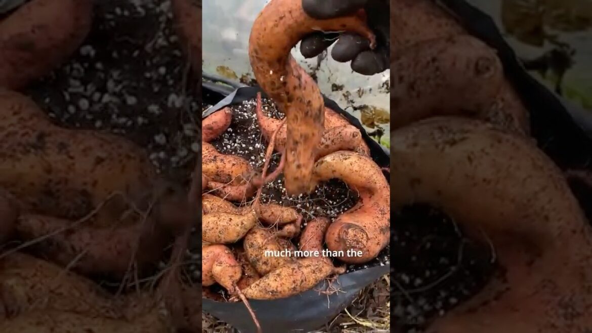 An Unexpected Benefit #containergardening #growyourownfood  #sweetpotato