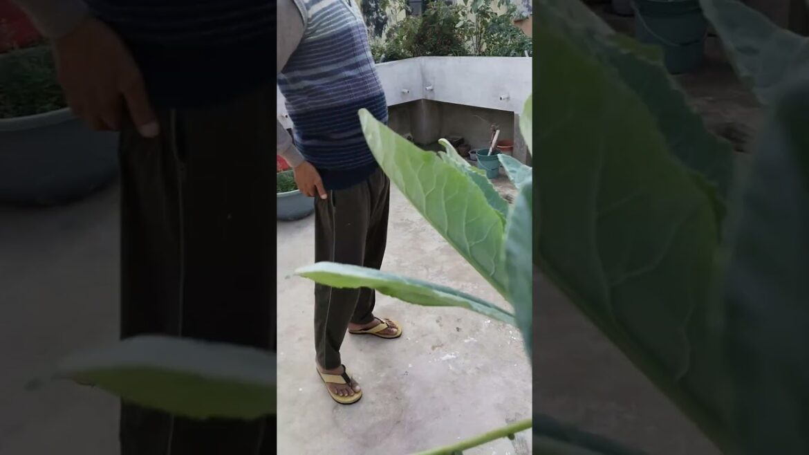 Daily Harvesting in my roof garden. #garden #harvest #trends