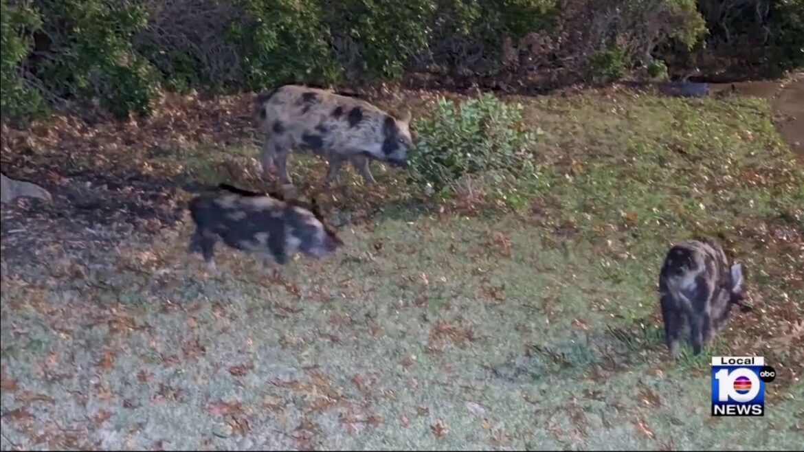 Feral hogs wreak havoc in Dallas backyards