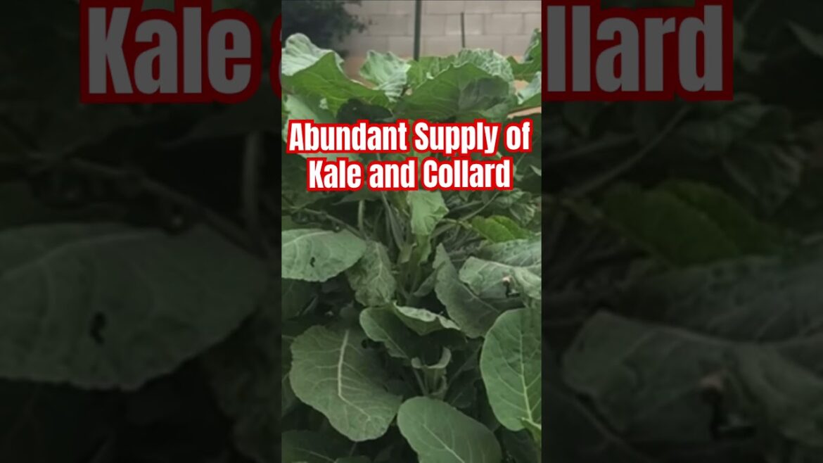 Abundant Supply of Kale and Collard #shorts #shortvideo #garden #gardening #farming