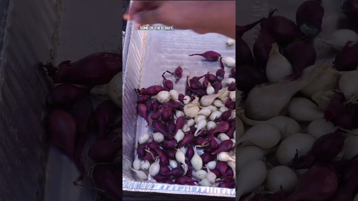 California Gardening: How to Choose the Best Onion Sets for Planting! How to Choose the Best Onion Sets for Planting!