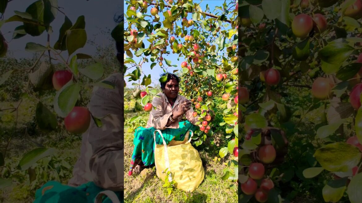 Fresh Apple Ber or আপেল কুল Harvest by Incredible Women Farmers #shorts Fresh Apple Ber or আপেল কুল Harvest by Incredible Women Farmers #shorts