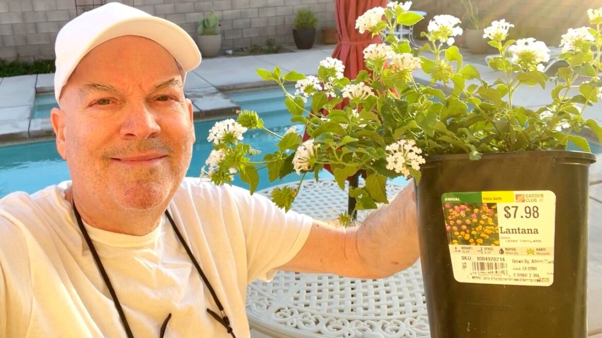 UPDATE on our desert flower container garden - Did it survive the summer?