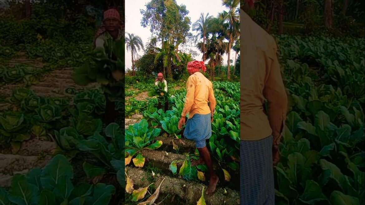 Cauliflower Picking as the Sun Sets 🌟 #shorts Cauliflower Picking as the Sun Sets 🌟 #shorts
