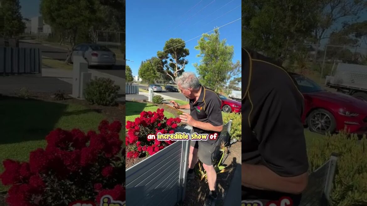 The Mini Crepe Myrtle For Your Mini Garden.