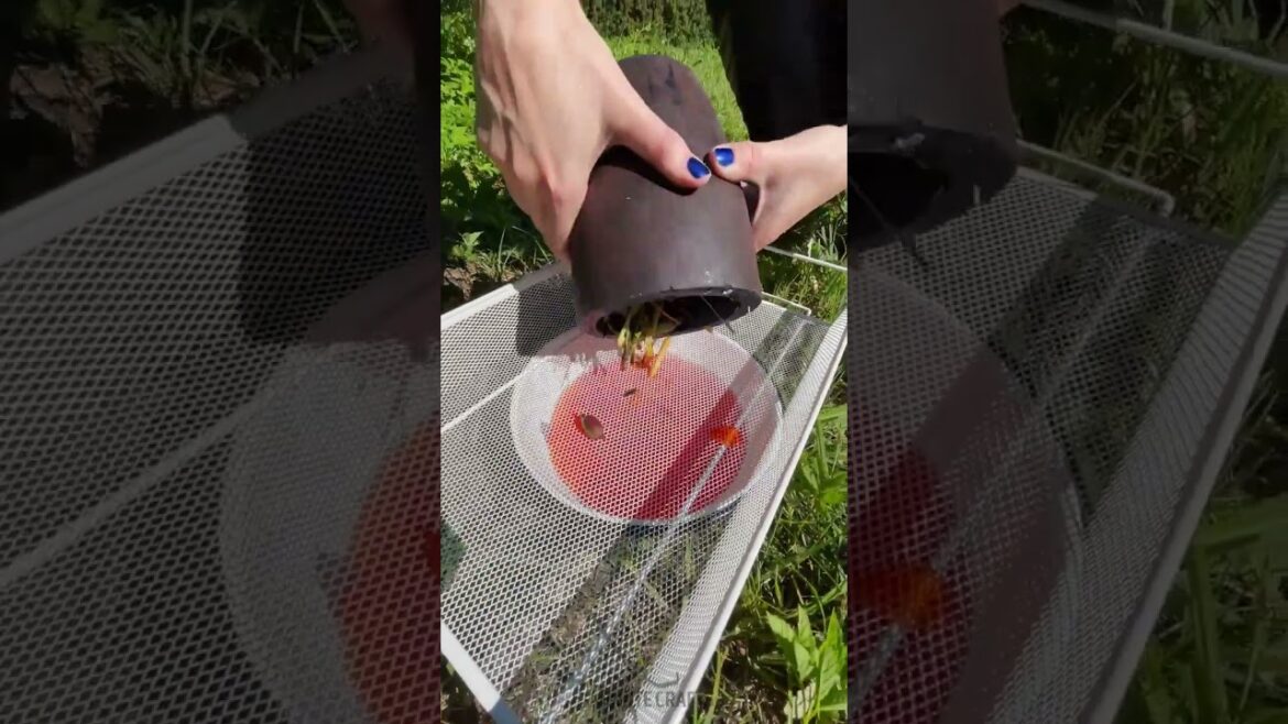 Exploring plant dye from the garden 🌺