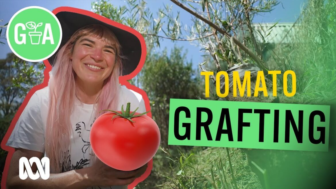 Grafting to Suit Your Location | Gardening Hacks | Gardening Australia