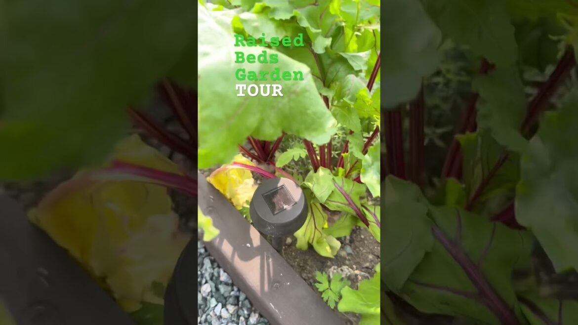 How To Homestead Canada: Raised Beds Garden Tour #gardening #raisedbedgardening #gardentour