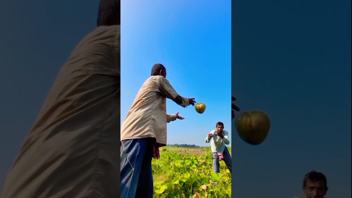 Harvesting Pumpkins for Market #shorts