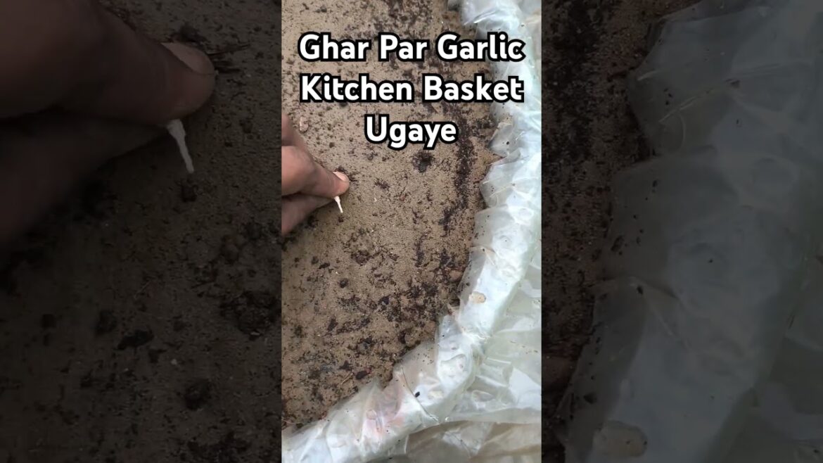Aasan tarike se ghar par Garlic🧄 ugaaye #garlic #vegetable #gardening #trending  #terracegardening