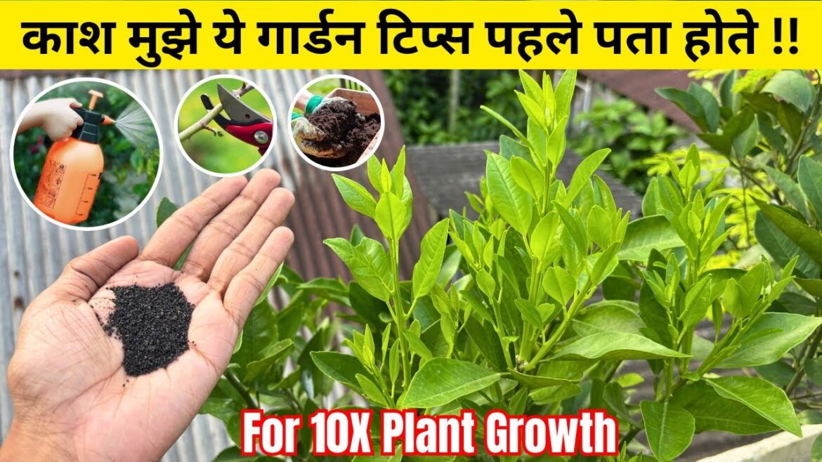 Garden Tips I Wish I Knew Before | गार्डन में कभी न करें ये गलतियां