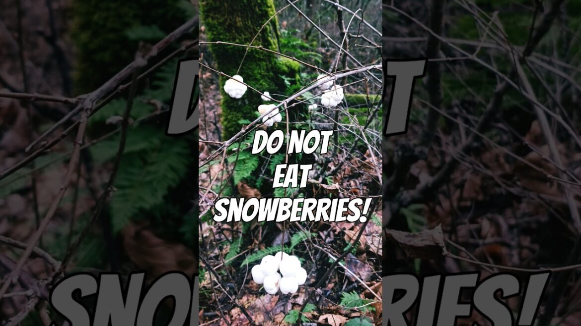 Wild Snowberries: Not Super Edible #nature #berries