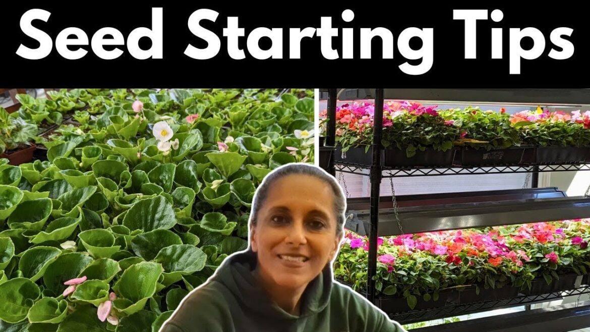 Seed Starting Tips | Mistakes To Avoid || Budget Gardening Seed Starting Tips | Mistakes To Avoid || Budget Gardening