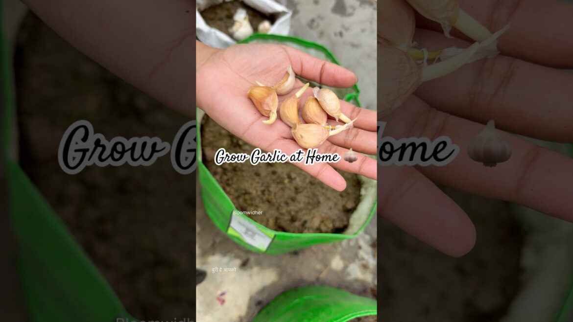 Grow Garlic at Home 🧄 | Easy Gardening Tips for Beginners #gardening #terracegarden #short #garlic