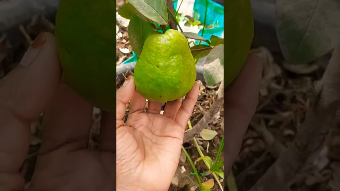 Beautiful 😍 Garden 🤩 #shorts #youtubeshorts #trending