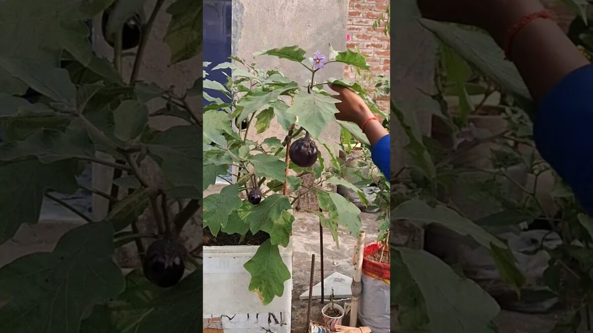Vegetables harvest ❤️ #vegetablegardening #youtubeshorts #gardening #harvest