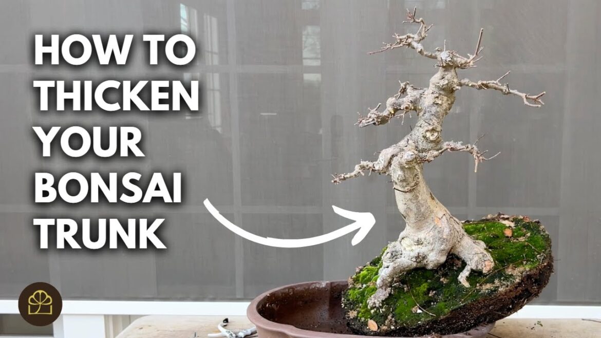 Bonsai Basics: How to Create Taper, Grow a Thicker Trunk, & Reorient in the Pot Bonsai Basics: How to Create Taper, Grow a Thicker Trunk, & Reorient in the Pot